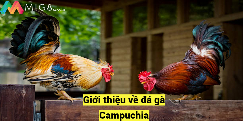 Giới thiệu về đá gà Campuchia