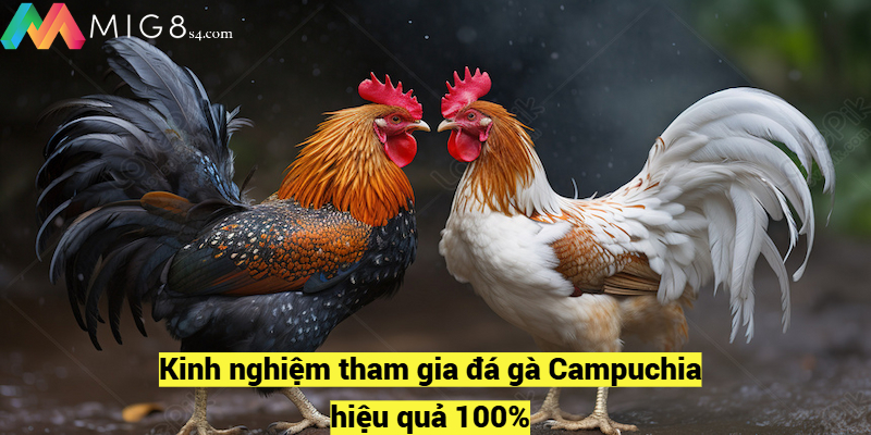 Kinh nghiệm tham gia đá gà Campuchia hiệu quả 100%