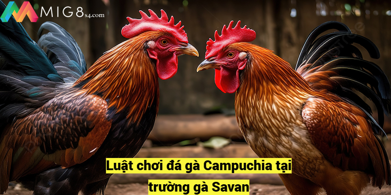 Luật chơi đá gà Campuchia tại trường gà Savan