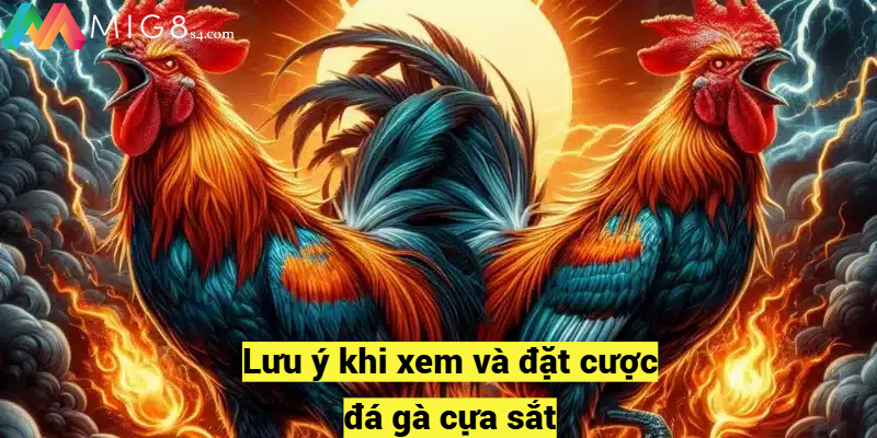 Lưu ý khi xem và đặt cược đá gà cựa sắt