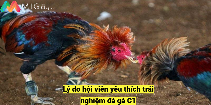 Lý do hội viên yêu thích trải nghiệm đá gà C1